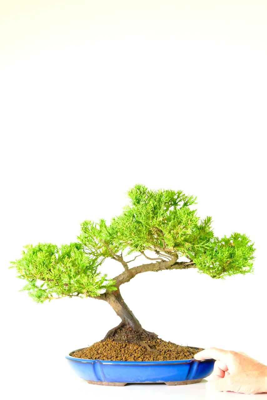 Scale shot with hand to show proportions of this incredible bonsai tree