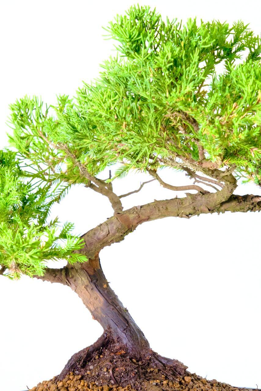 Arching trunk flow of this Chinese juniper bonsai tree