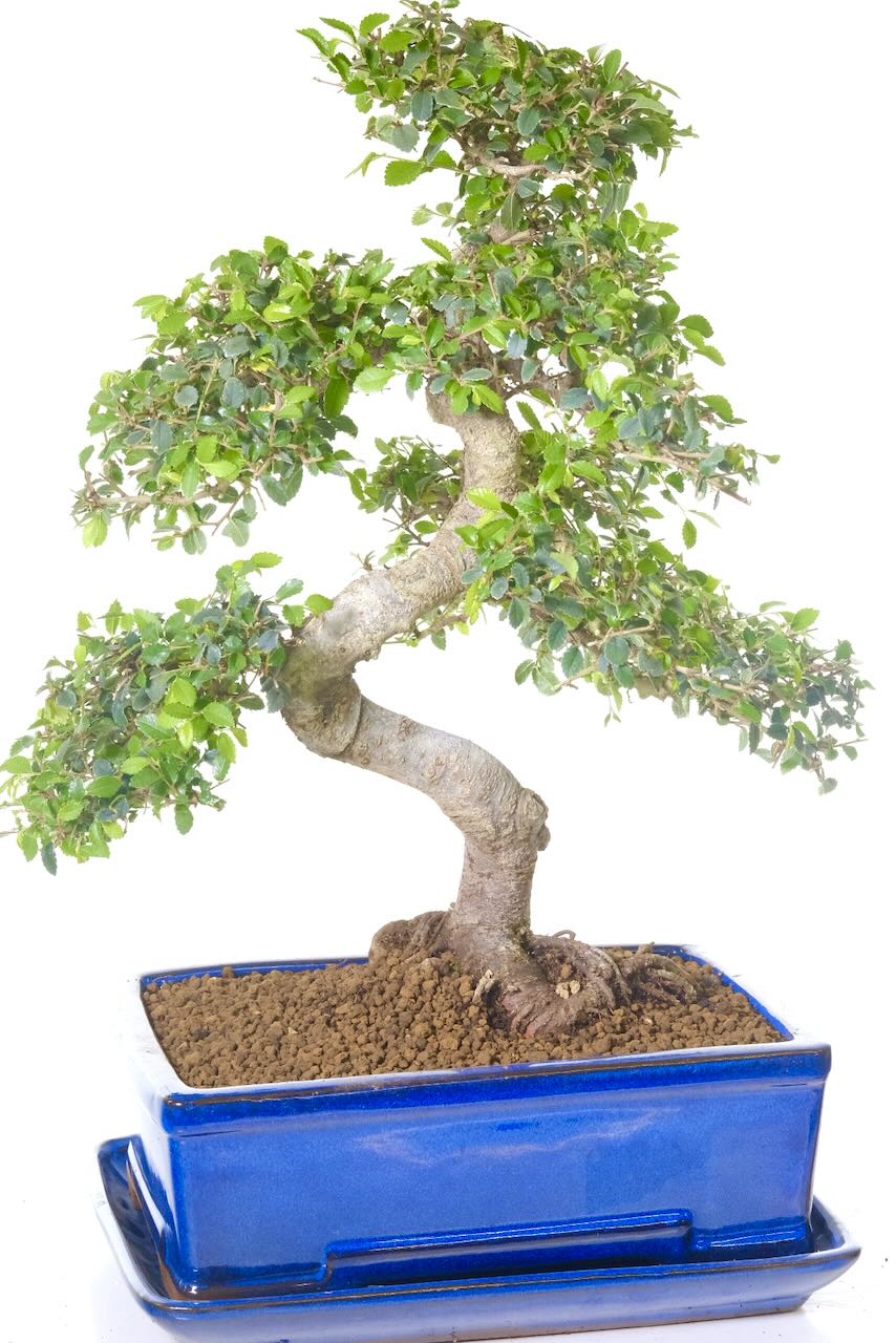 Beautifully refined bonsai with neat and compact branches