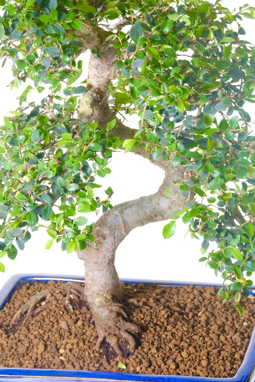 Twisty bonsai tree with unique flare