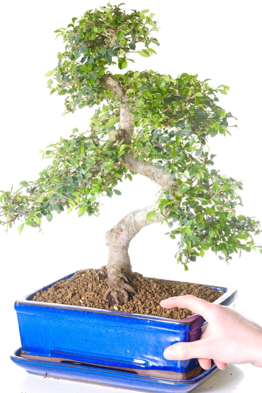 Beginners bonsai tree for sale UK