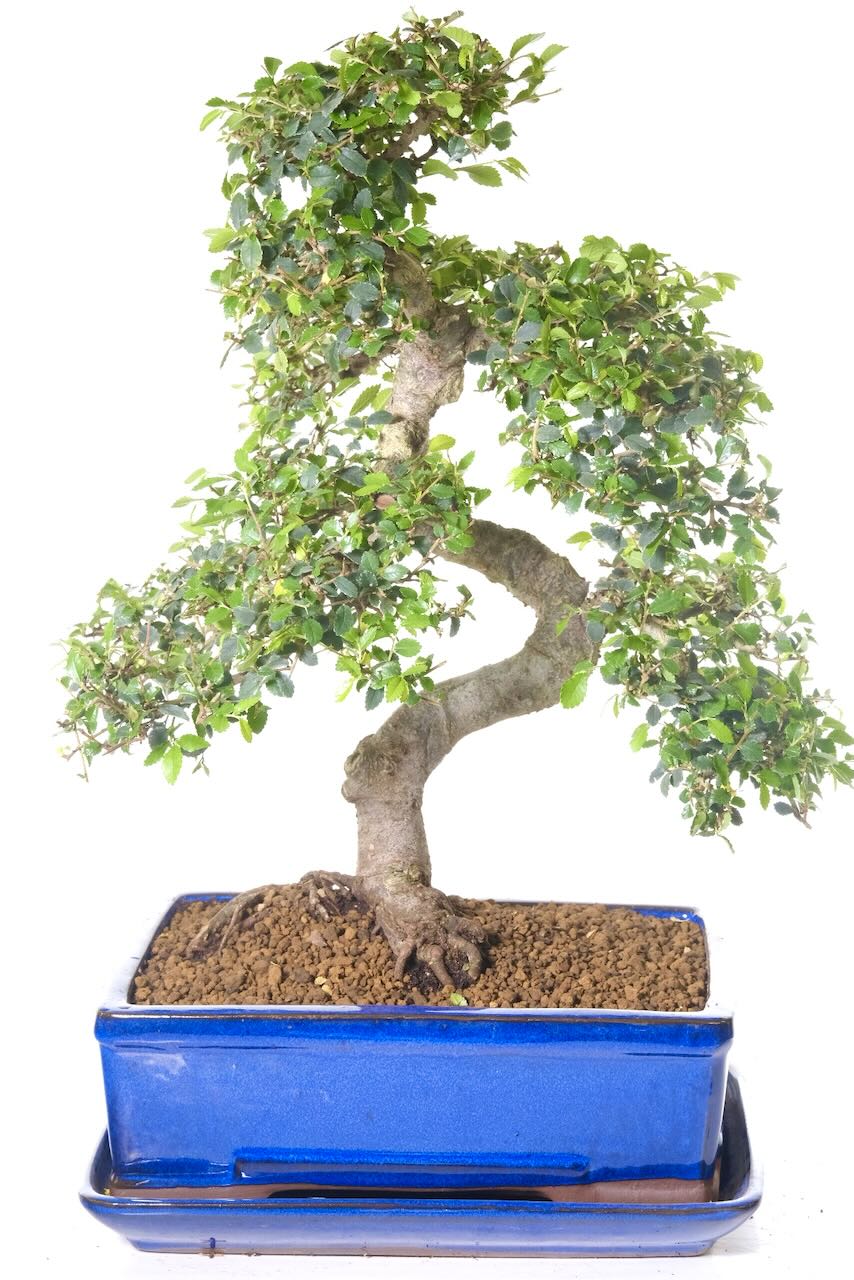 Stunning 19 year old bonsai tree for sale