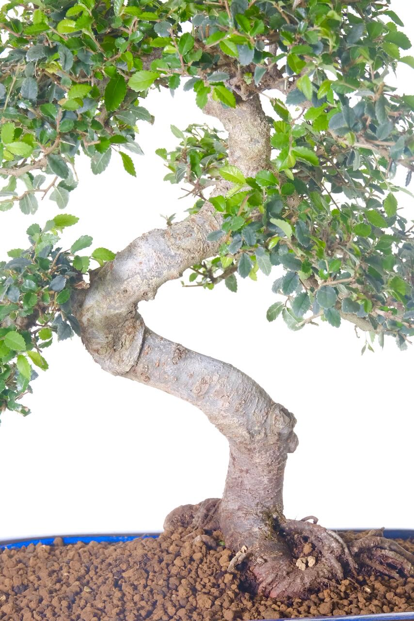 Twisty 19 year old Chinese Elm symbolising inner strength and wisdom