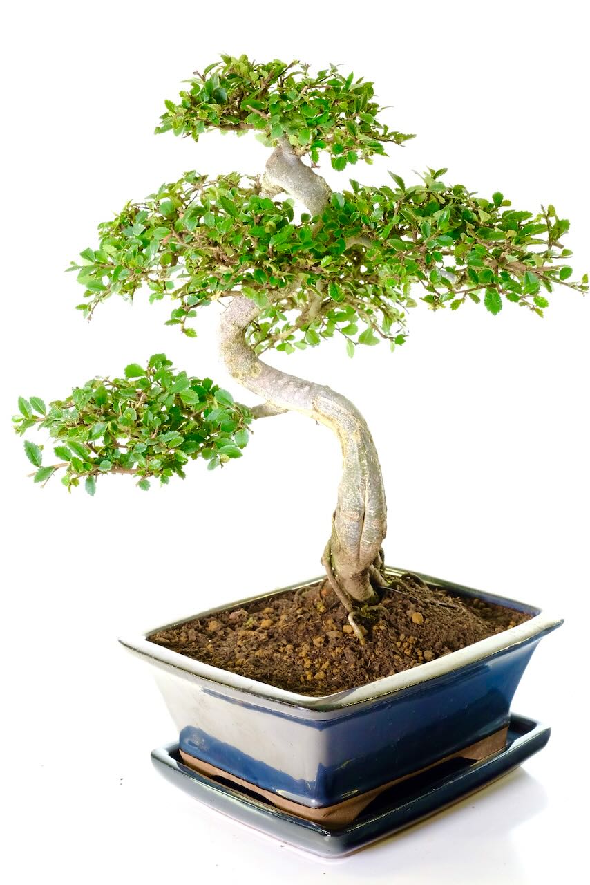 Excellence Range 20-Year-Old Chinese Elm Bonsai Specimen