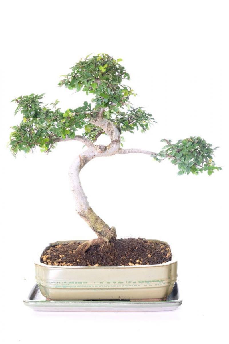 Incredible Chinese Elm Bonsai Tree | Neat, Commanding Presence & Twisting Stature - BLACK FRIDAY BONSAI BARGAIN