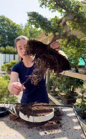 Holly showing the roots of this Chinese Elm indoor bonsai tree