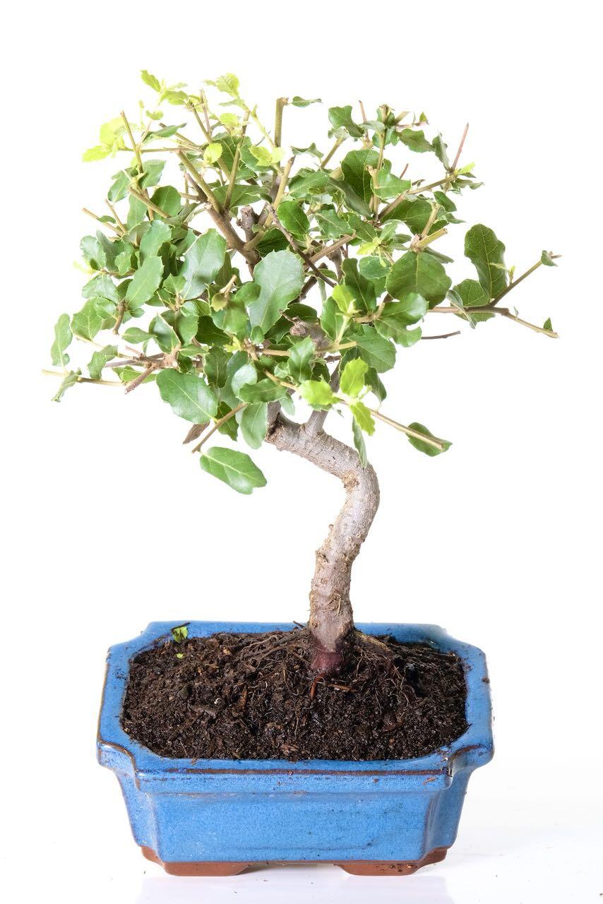 Cork Bark Oak Bonsai | Quercus suber 9 years