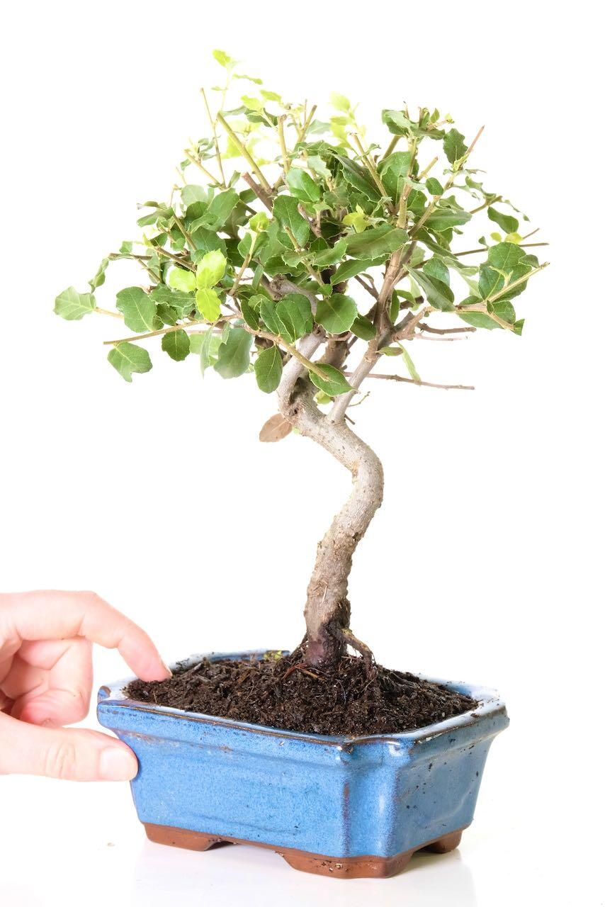 Cork Bark Oak |Quercus suber Bonsai Tree