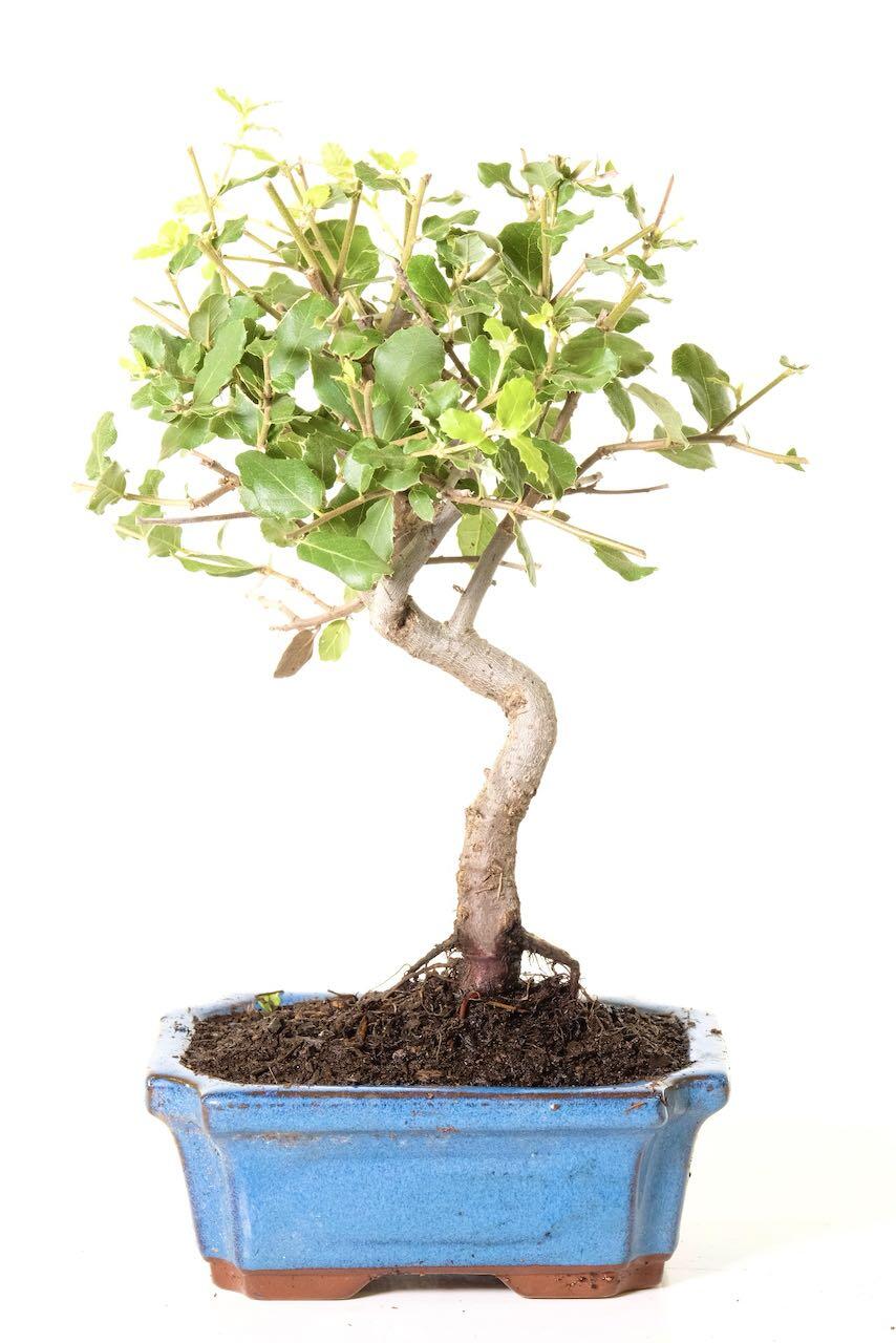 Twisty Evergreen Cork Bark Oak Bonsai Tree (Quercus suber)
