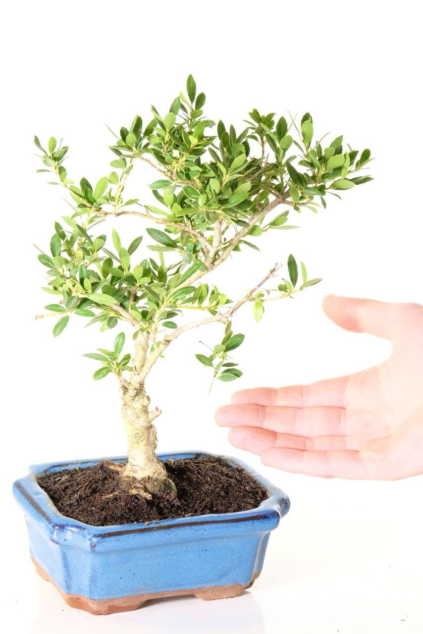 Makes a perfect gift