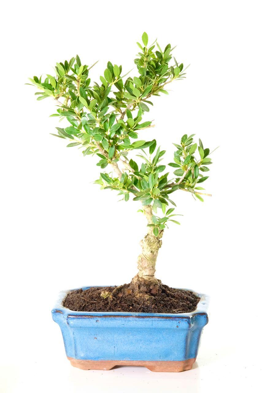 Lovely outdoor Japanese Holly bonsai