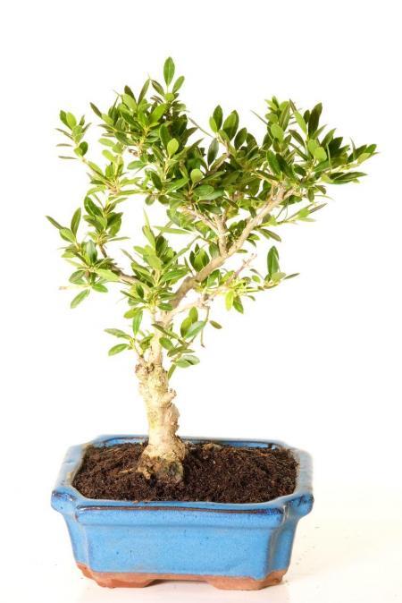 Ilex Crenata bonsai tree for sale