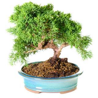 Juniper bonsai tree