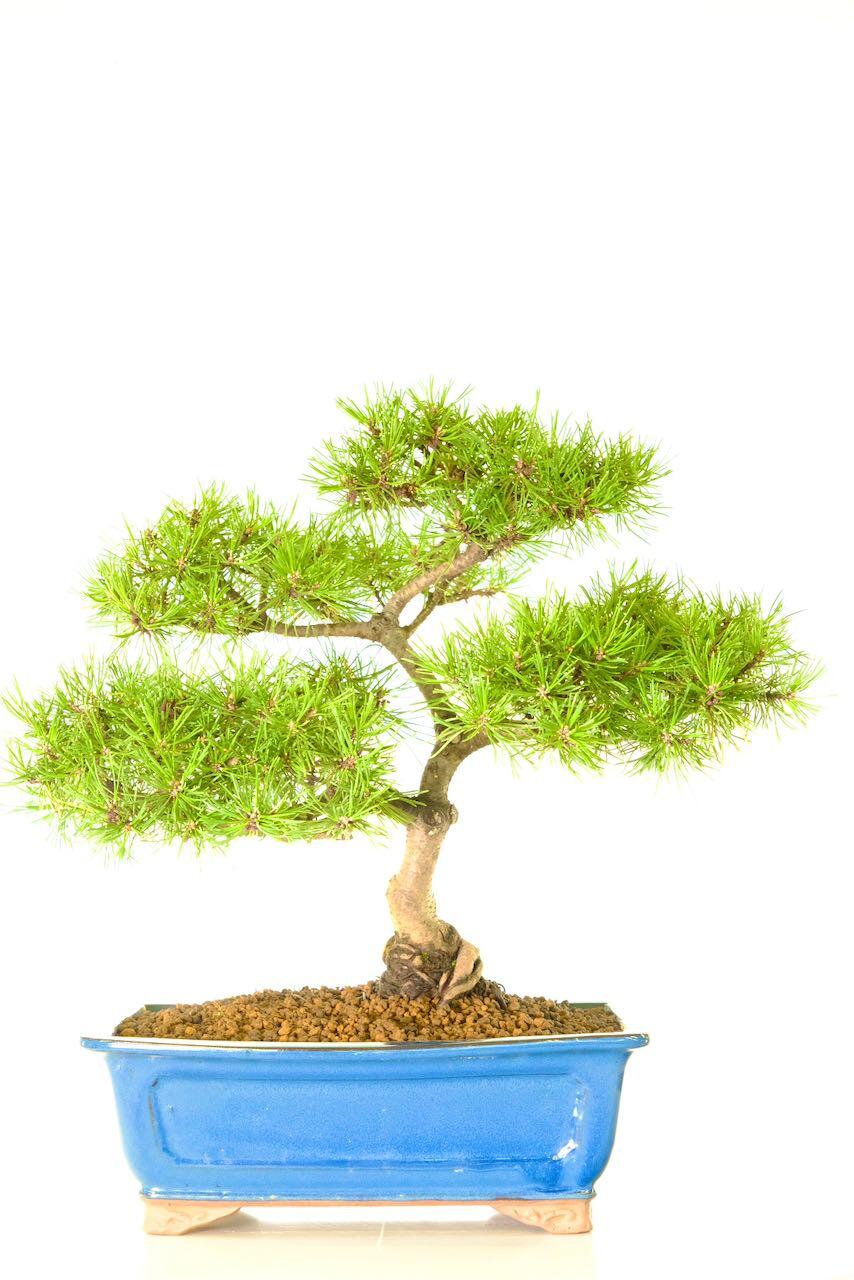 Strong and large Pine bonsai tree for sale