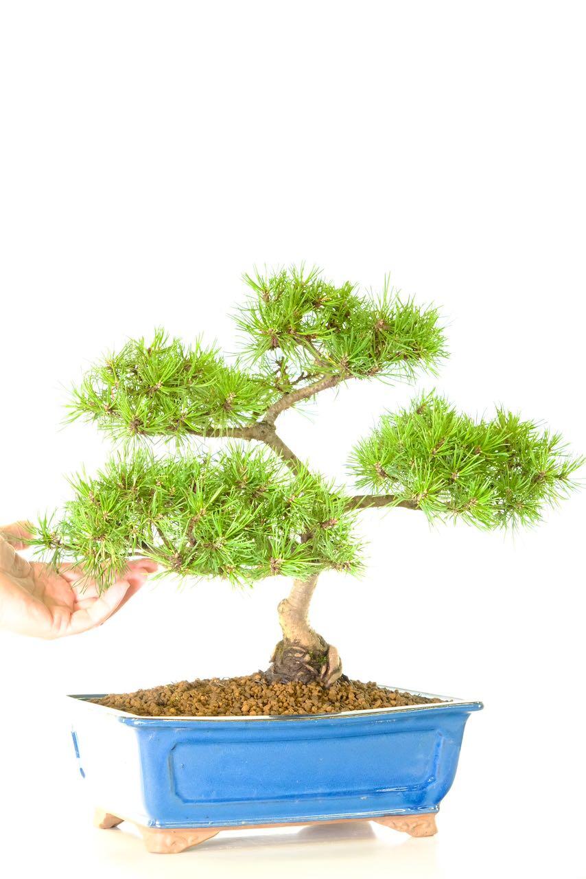 The highly refined open structure of this bonsai is unique and beautiful