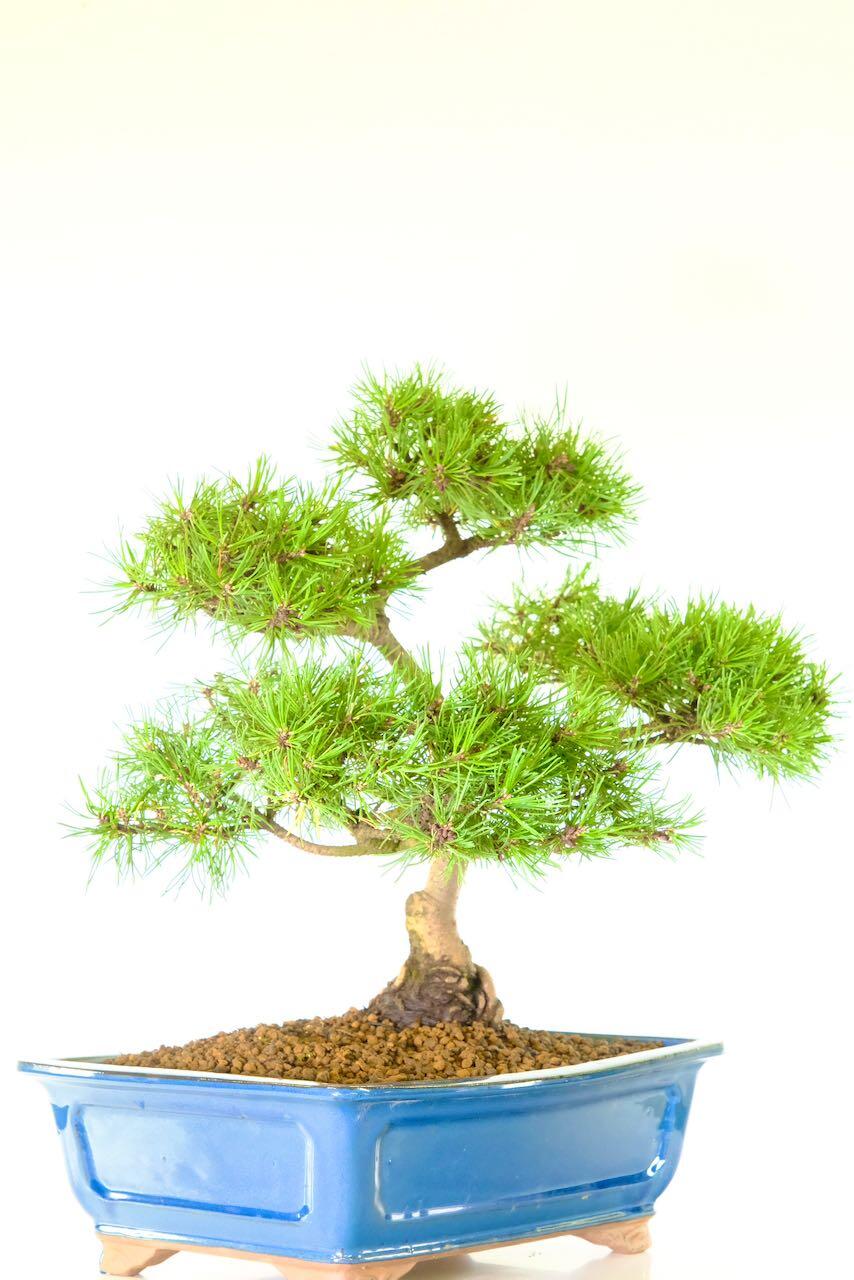 19 year old Pine bonsai tree for sale