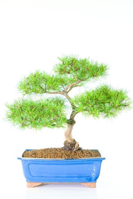 Magnificent Hardy Evergreen Pinus mugo - Dwarf Mountain Pine