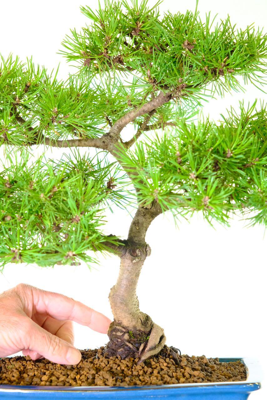 Pine bonsai tree for sale in brand new ceramic pot