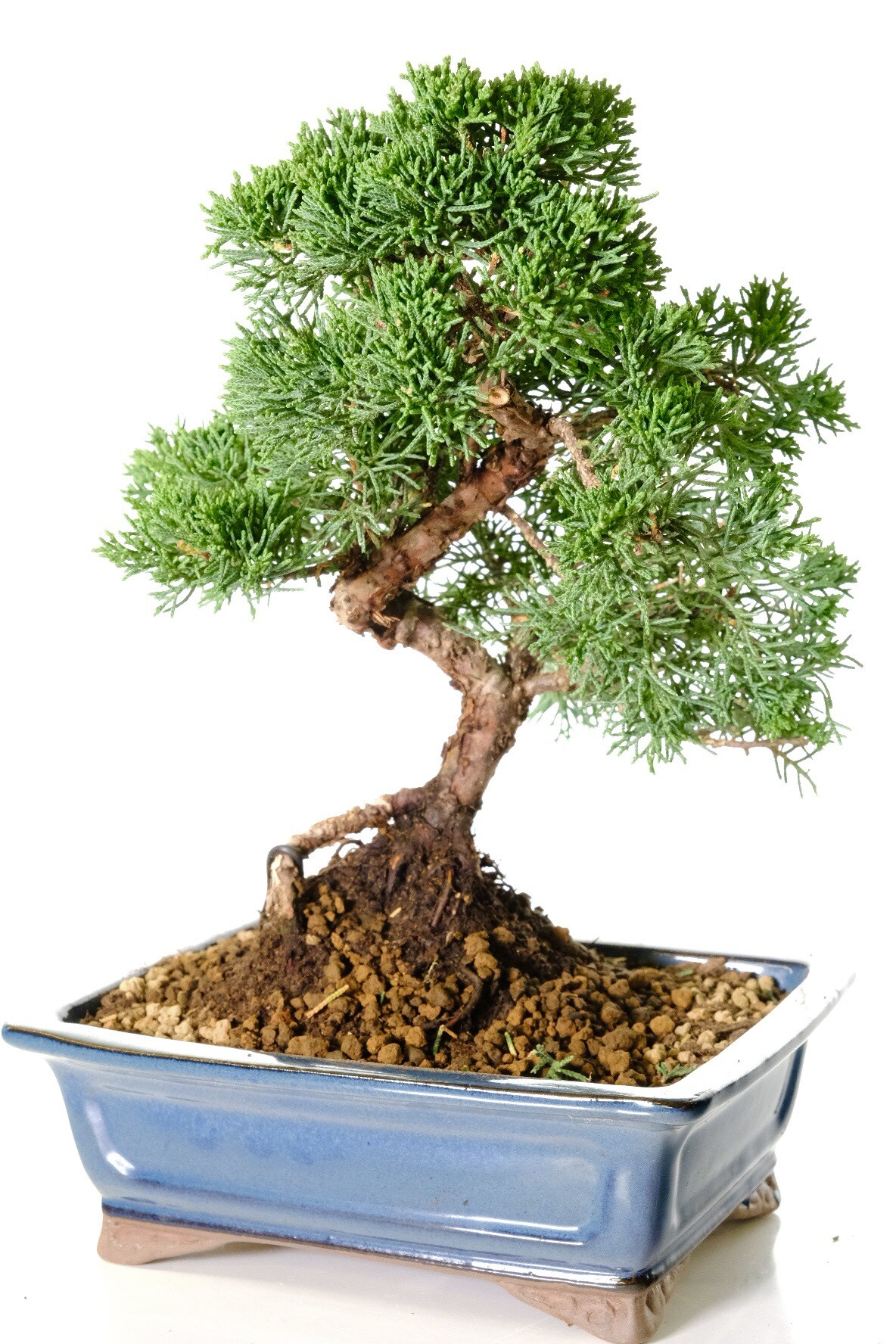The finest quality evergreen dwarf bonsai for sale