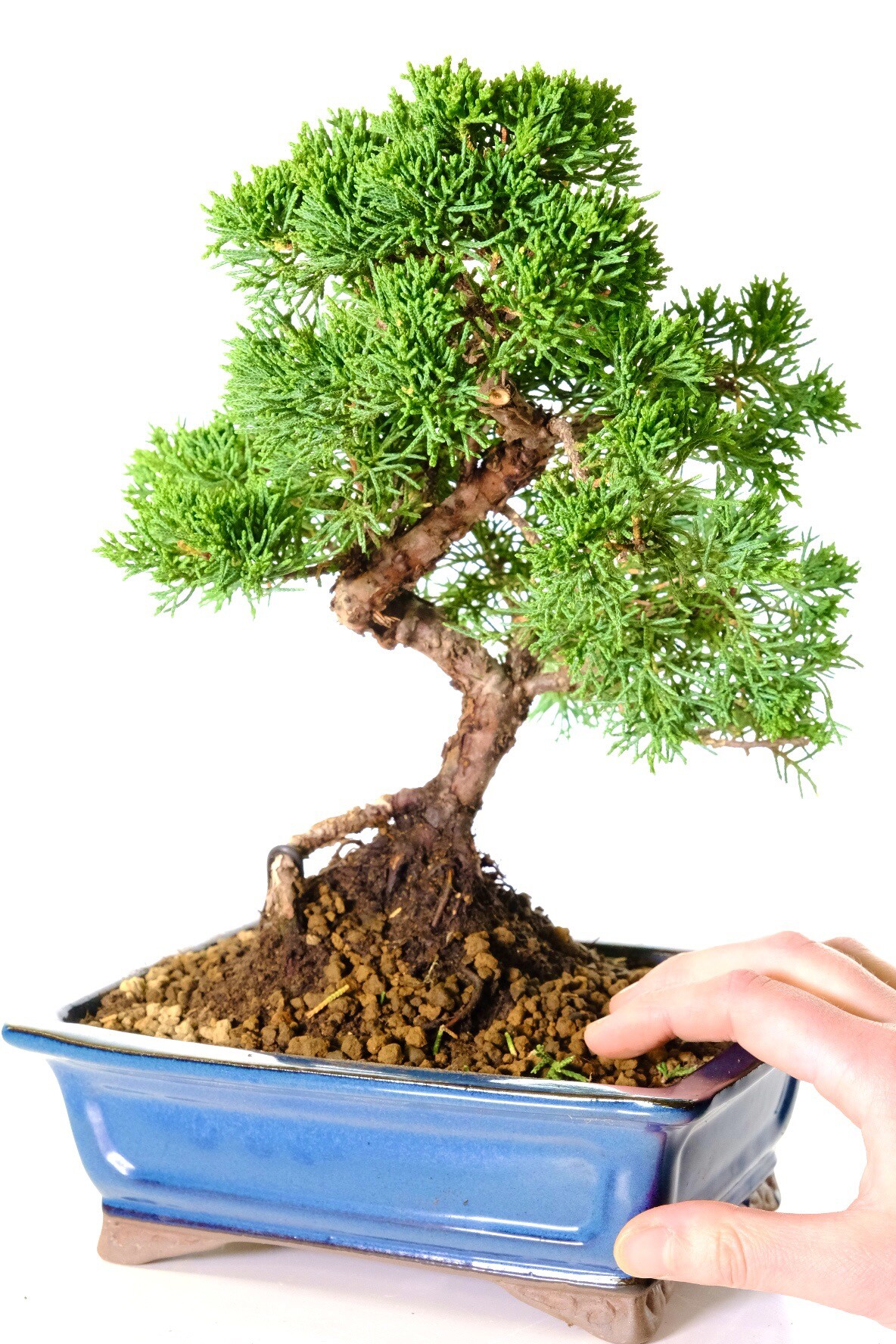 an incredible Chinese juniper bonsai fir sale in leaden blue pot