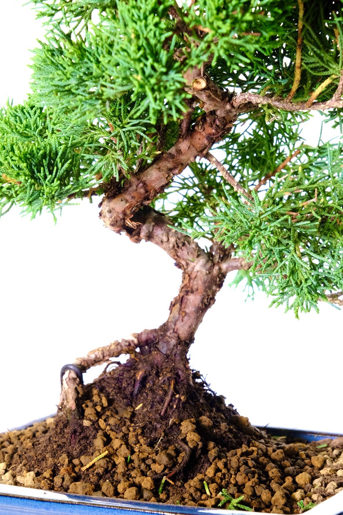 Amazing textured reddish barn of the Chinese juniper bonsai