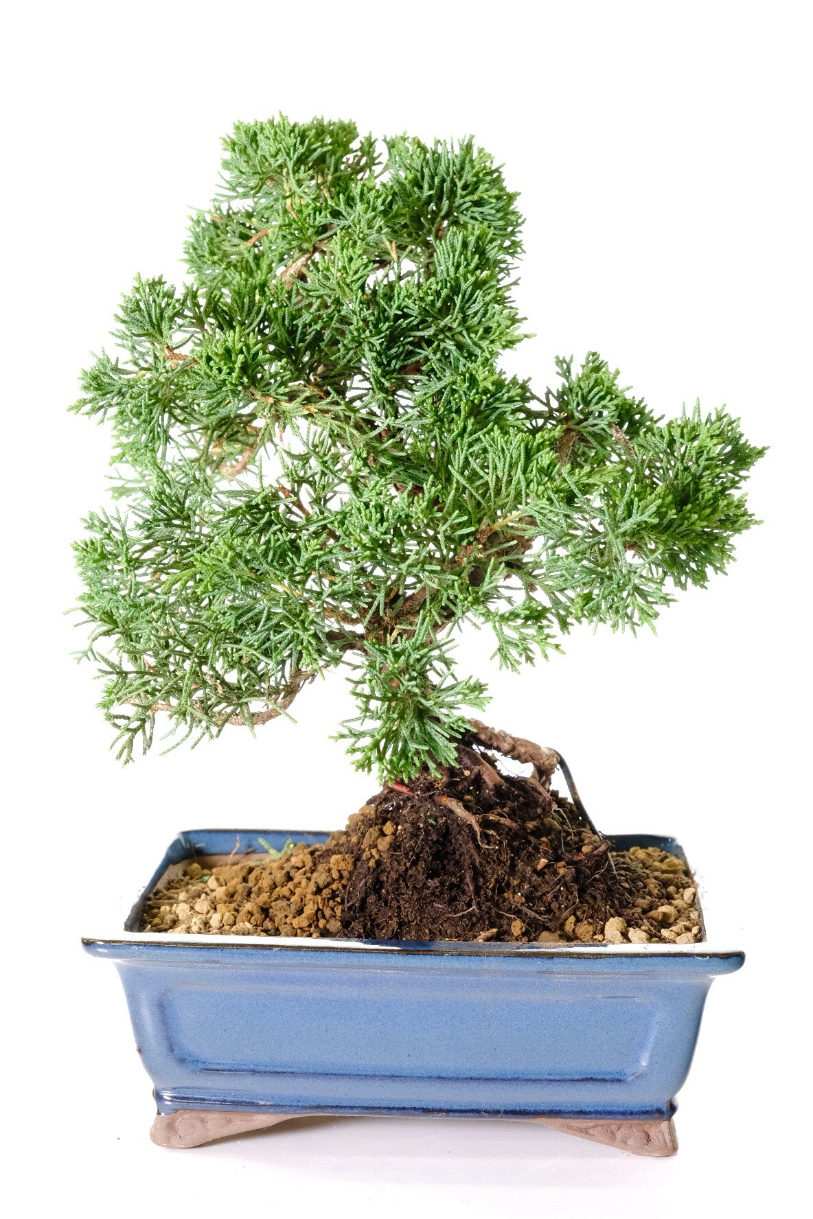 Chinese Juniper Bonsai Tree | Sensational Character & Charm in Miniature Evergreen Form