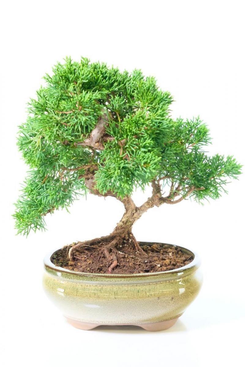 Magnificent Miniature Juniperus Chinensis Evergreen Bonsai Tree