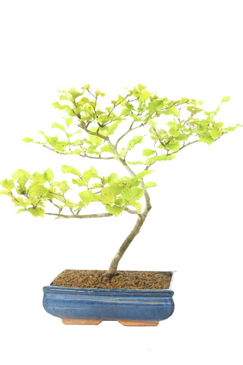 Large Elegant Beginners Beech Hardy Bonsai Tree | 14 years old - Weathered Appearance