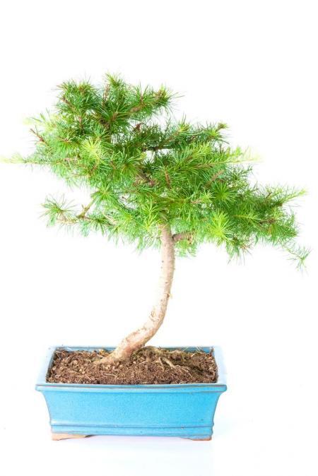 Enchanting Larch Bonsai - Beautiful Styling in Blue Pot