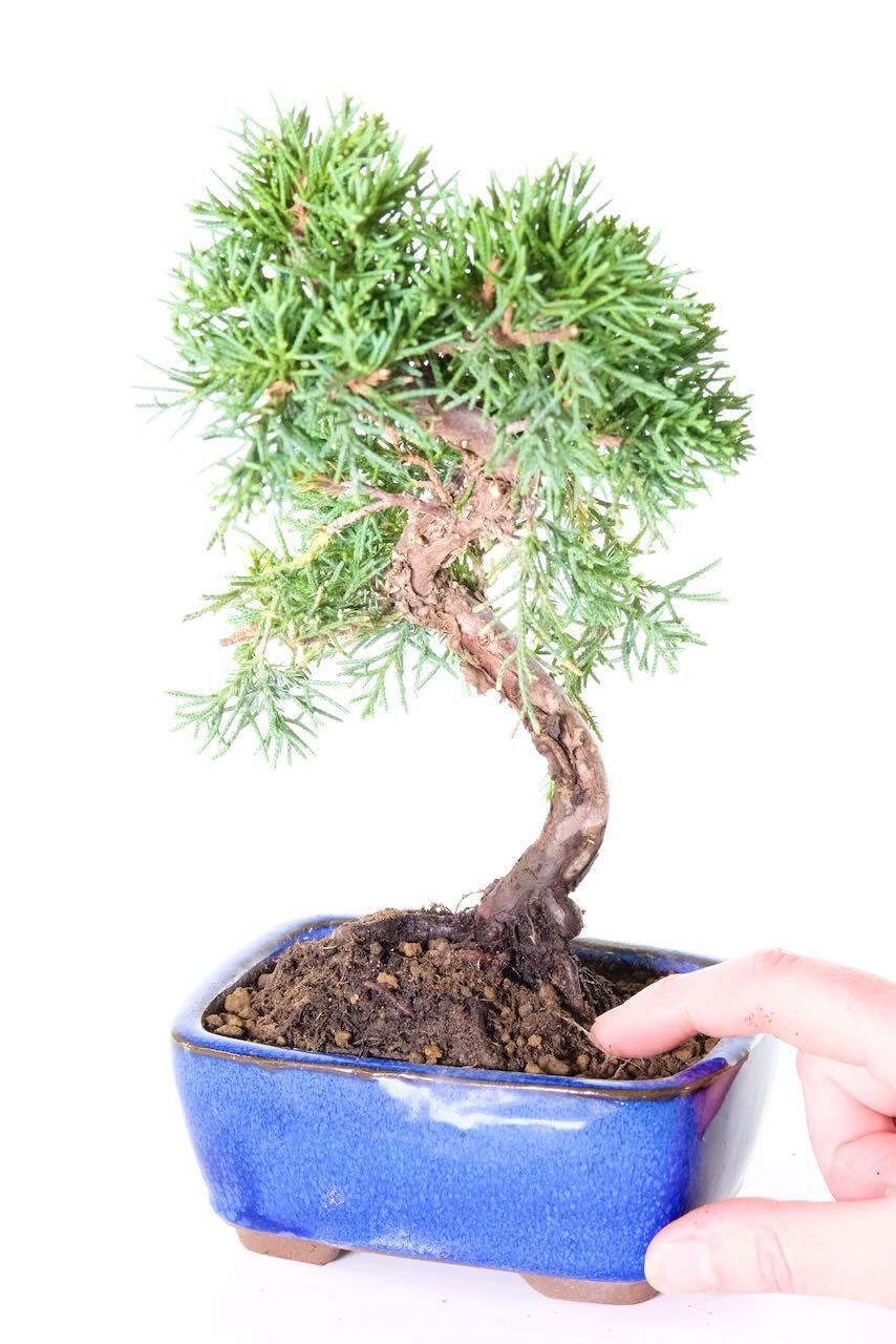 Dwarf Chinese Juniper for sale UK
