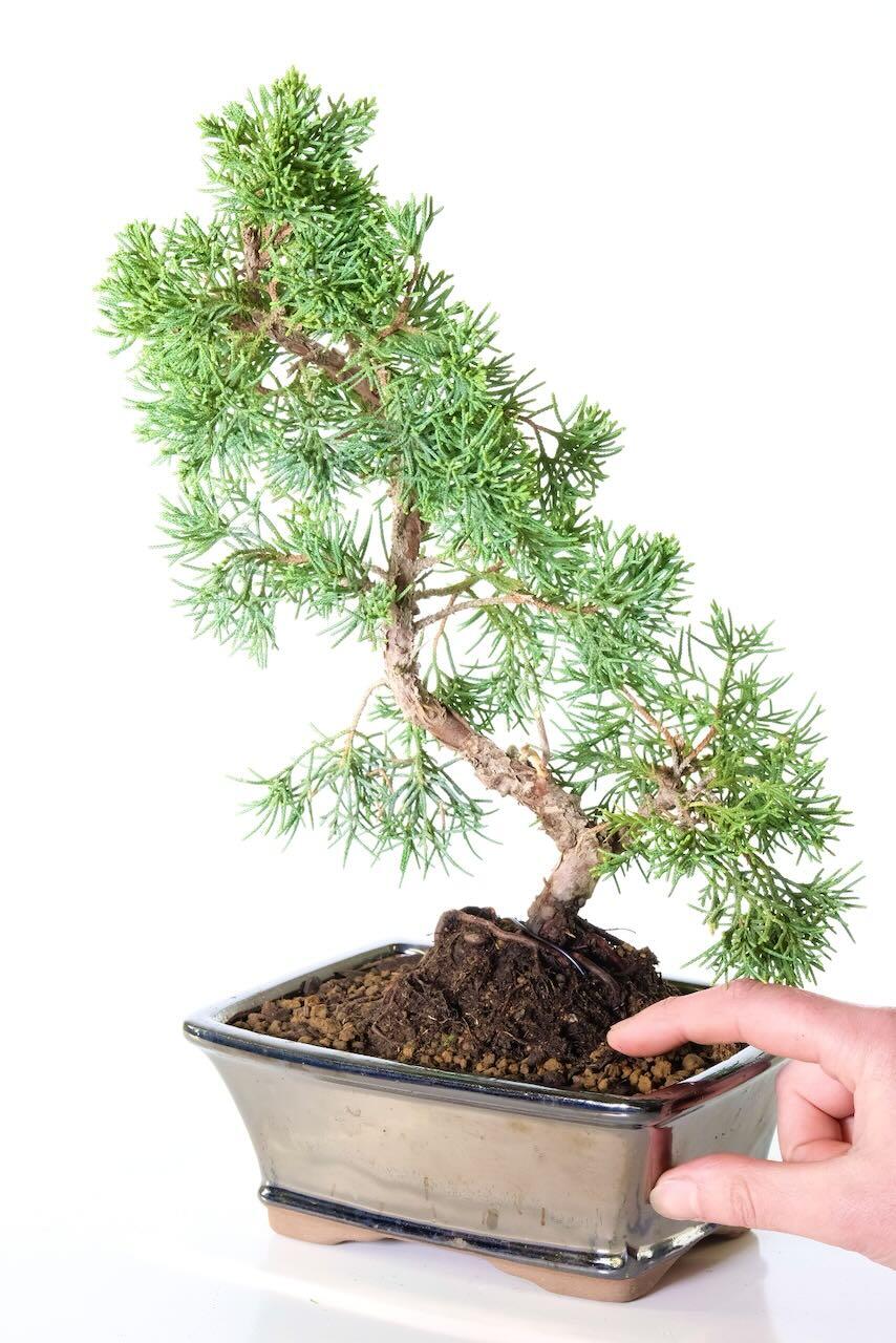 Evergreen Chinese juniper bonsai tree favourite