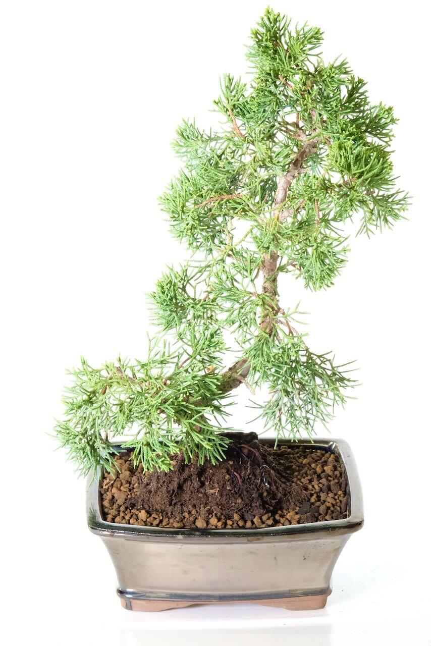 Hardy Chinese Juniper Bonsai