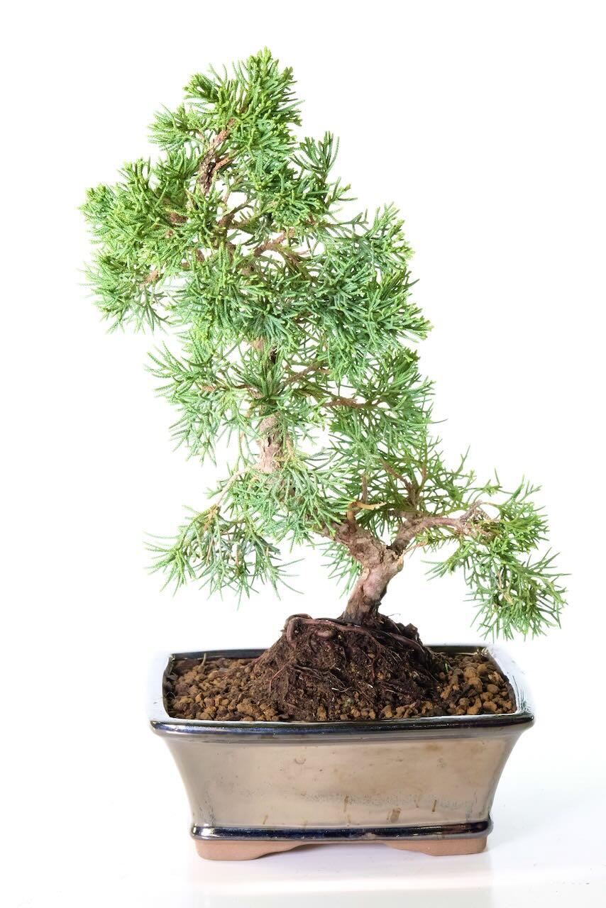 Bonsai Favourite Chinese Juniper Bonsai Tree | Hardy Evergreen Outdoor Bonsai