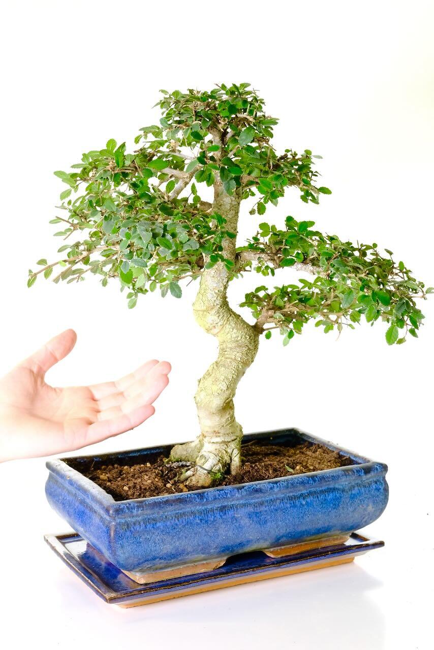 This 'hand shot' adds scale so you can see how large it is