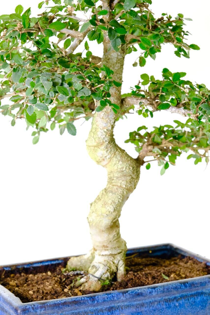 Classic blue bonsai pot & matching tray beneath the pot