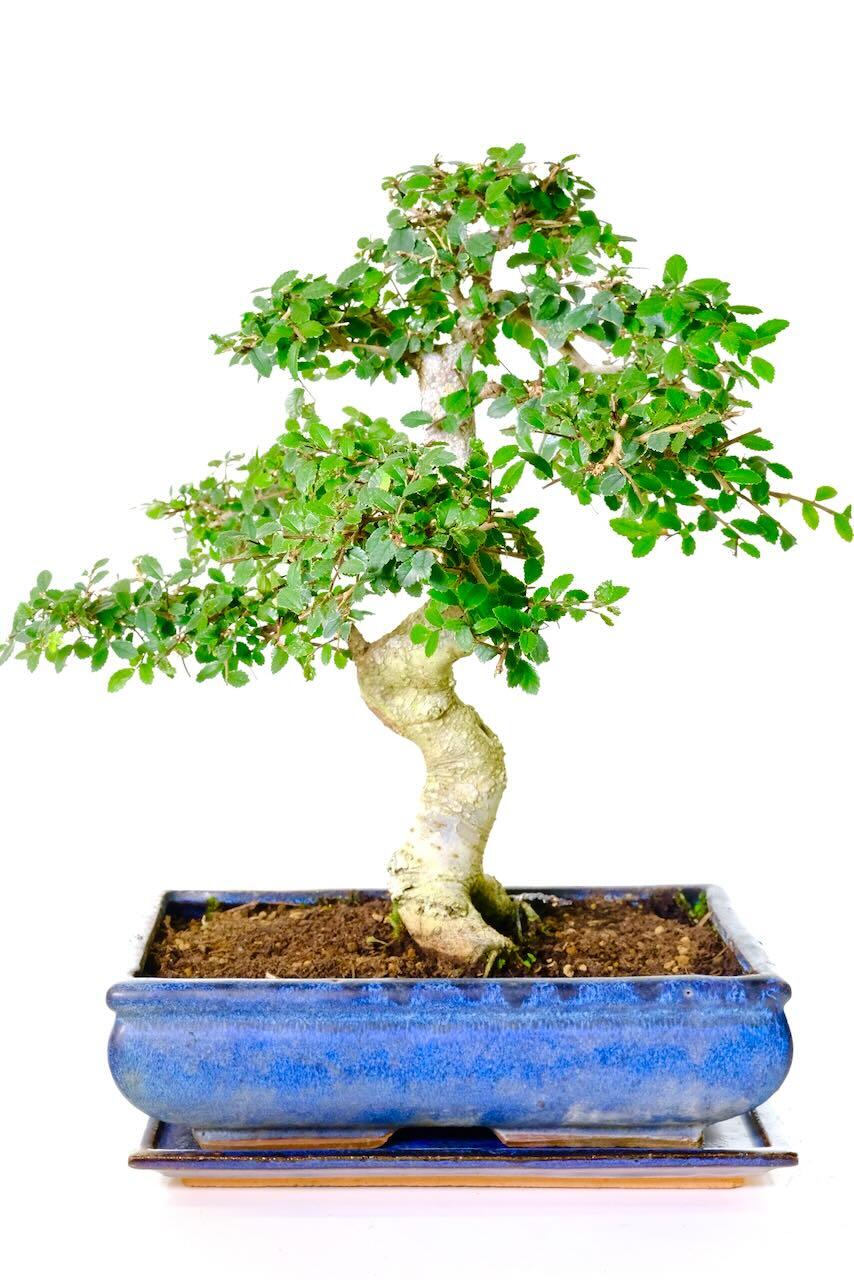 Powerful & Artistic 17-Year-Old Chinese Elm Bonsai Tree