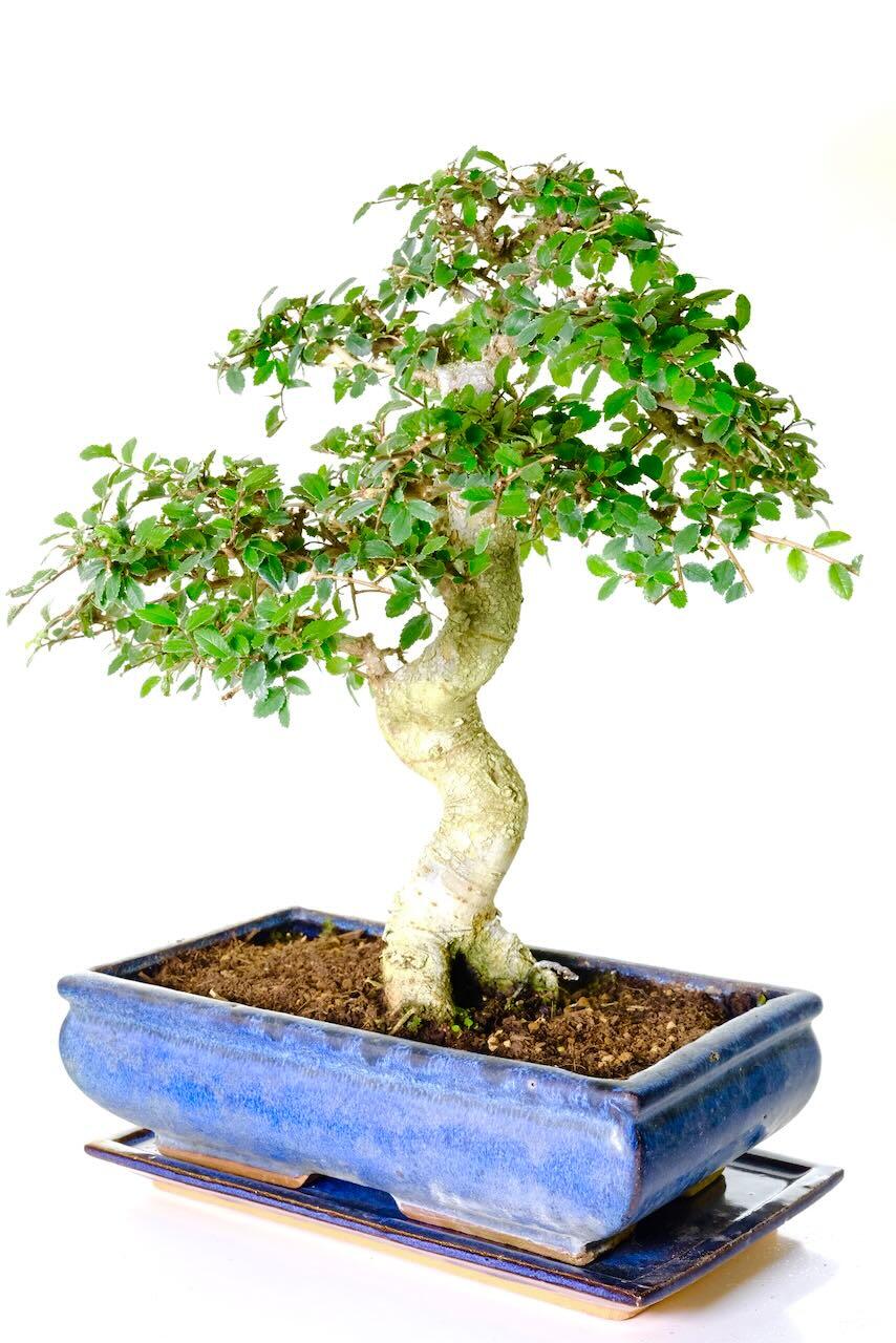 Amazing trunk of this ulmus parvifolia indoor bonsai