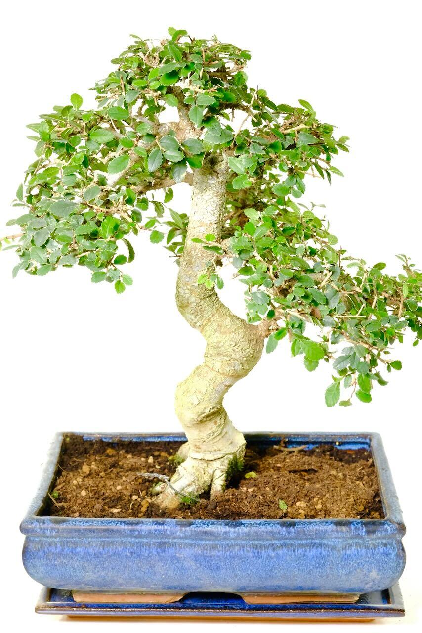 Very powerful & strong Chinese elm bonsai tree for sale