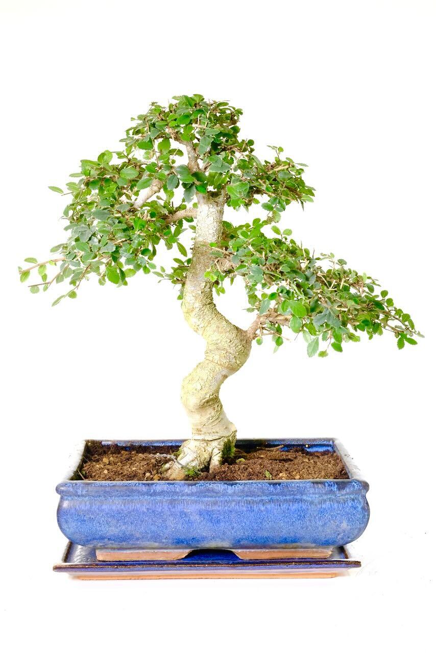 Striking 17-Year-Old Chinese Elm Bonsai – Powerful Presence & Refined Form