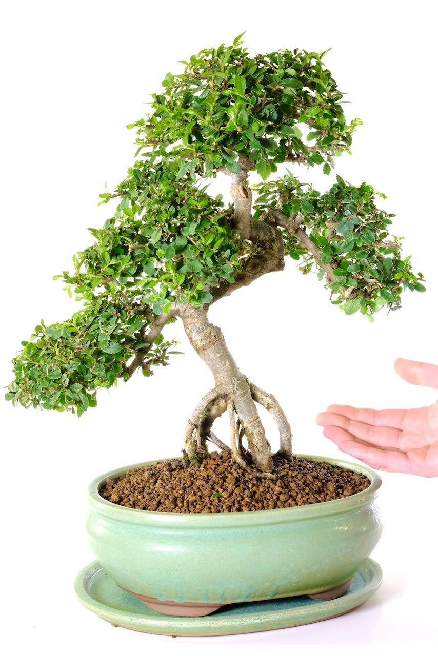 FREE fast delivery to most of the UK - Choose the date!