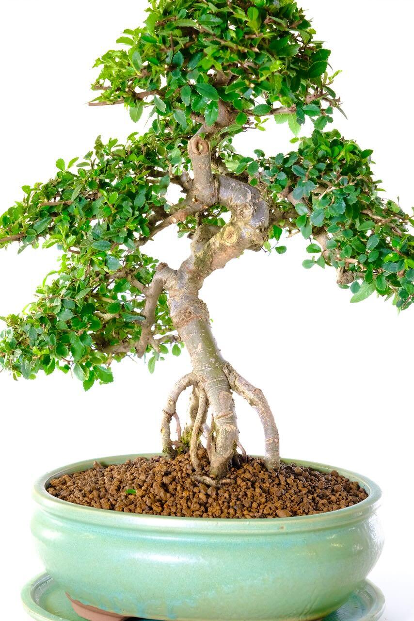 Incredible exposed roots of this specimen Chinese Elm bonsai tree