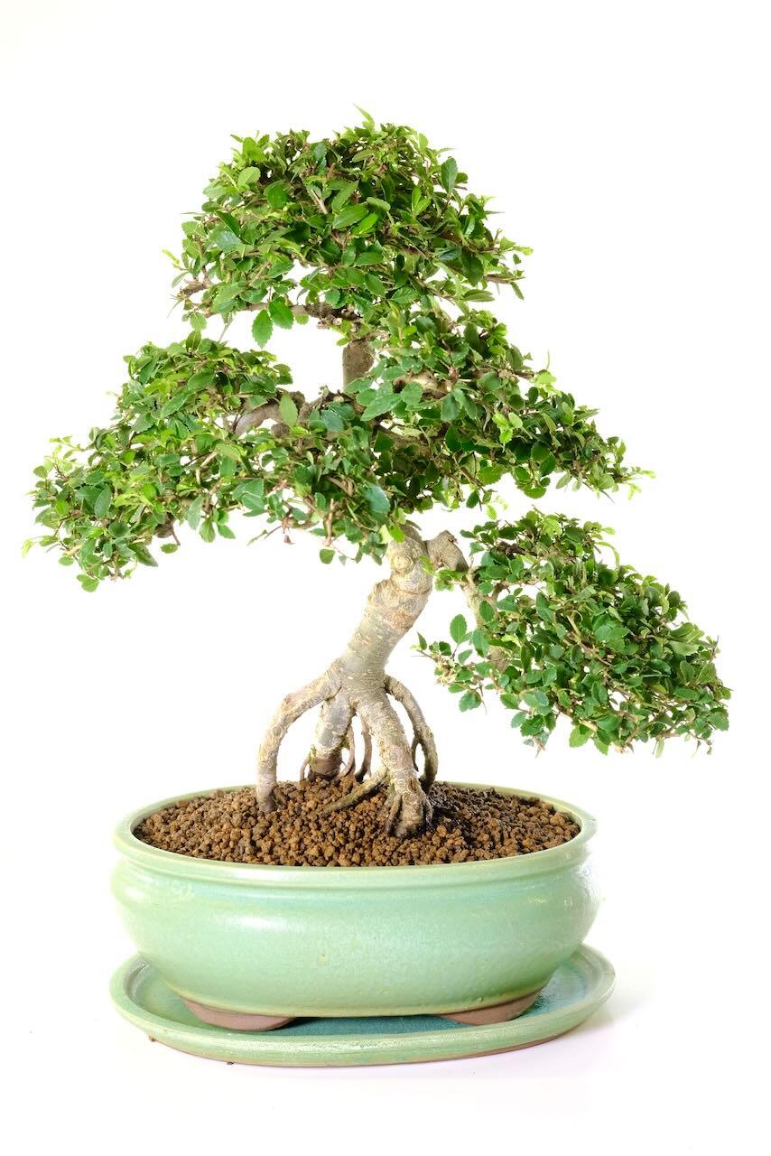 Magnificent large & impressive Chinese Elm bonsai tree for sale