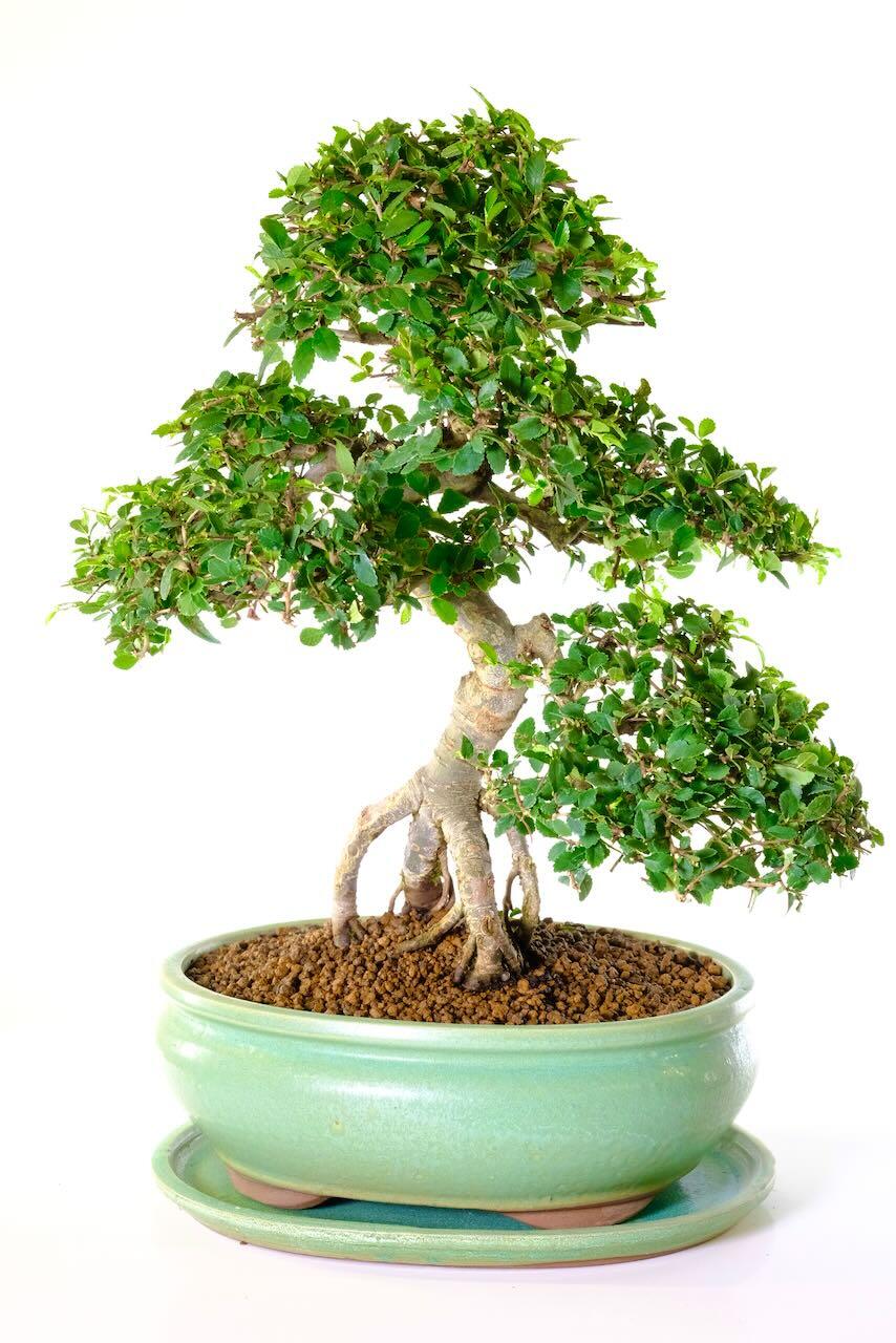 A Highly Adaptable Mature Bonsai Tree with Majestic styling