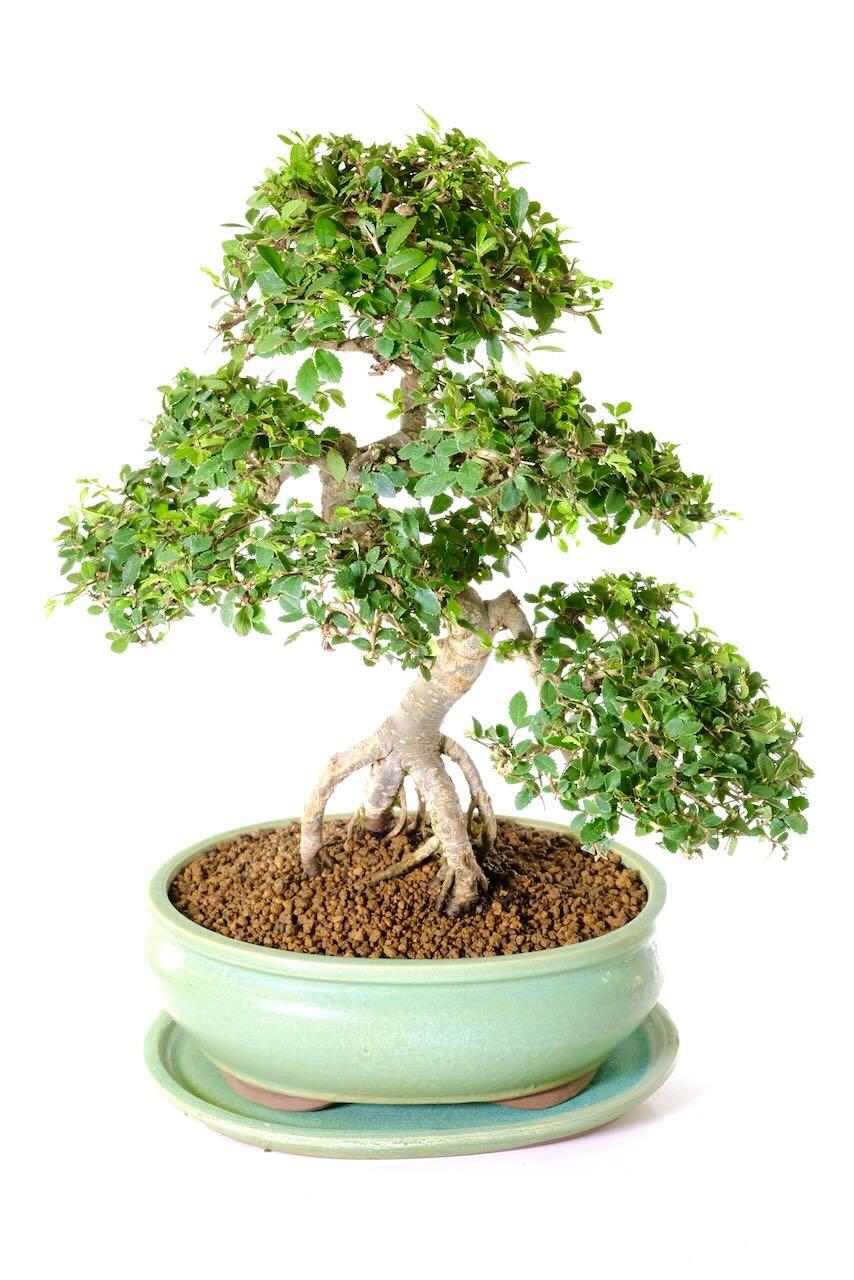 Mature Bonsai Tree for Sale UK | Specimen Bonsai Chinese Elm
