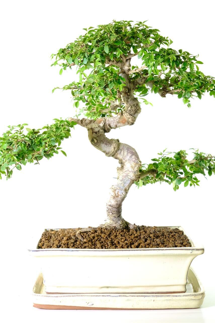 Spectacular 18-Year-Old Chinese Elm Bonsai Specimen