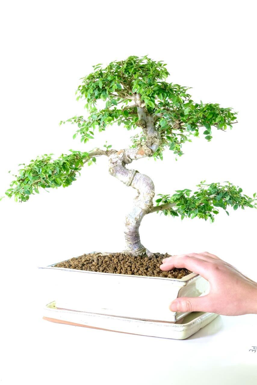 A Truly Sensational Tree for Beginners and Collectors Alike