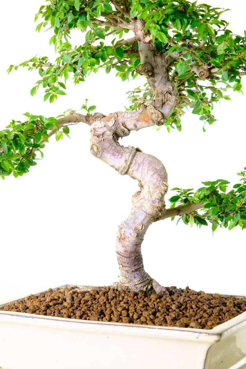 Amazing trunk of this unique Chinese Elm bonsai tree