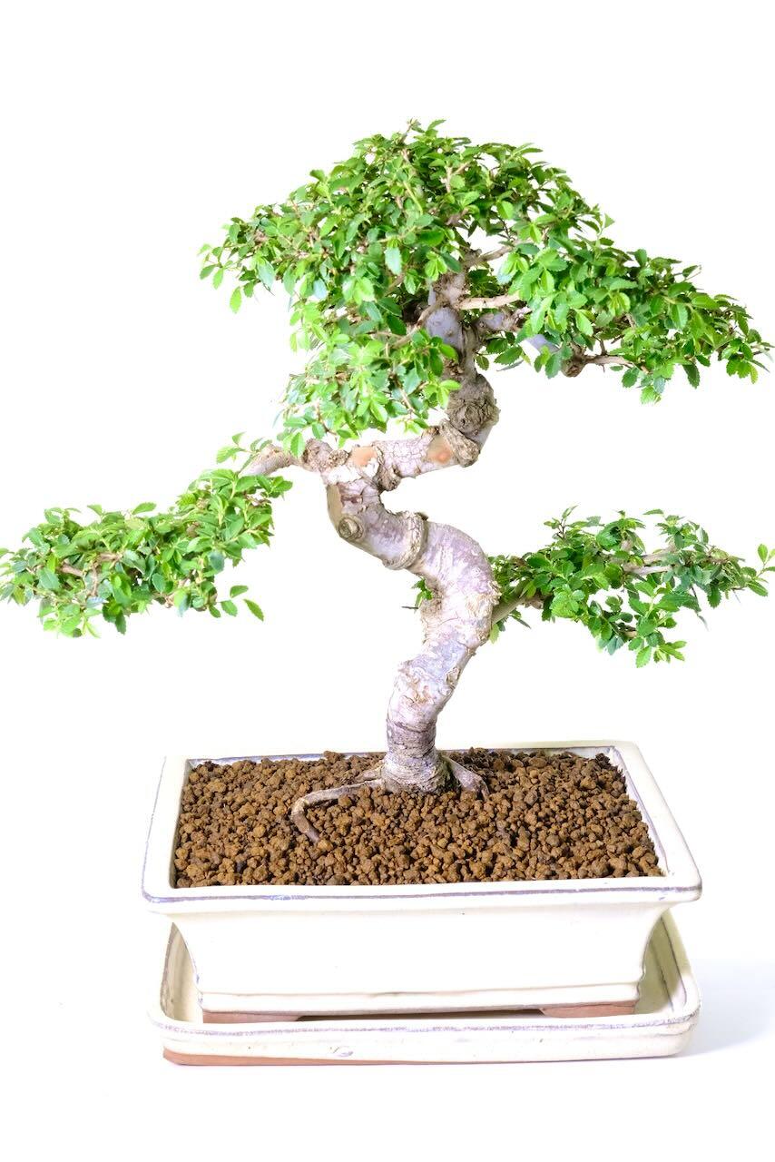 This bonsai oozes character. Take a look at the bark.