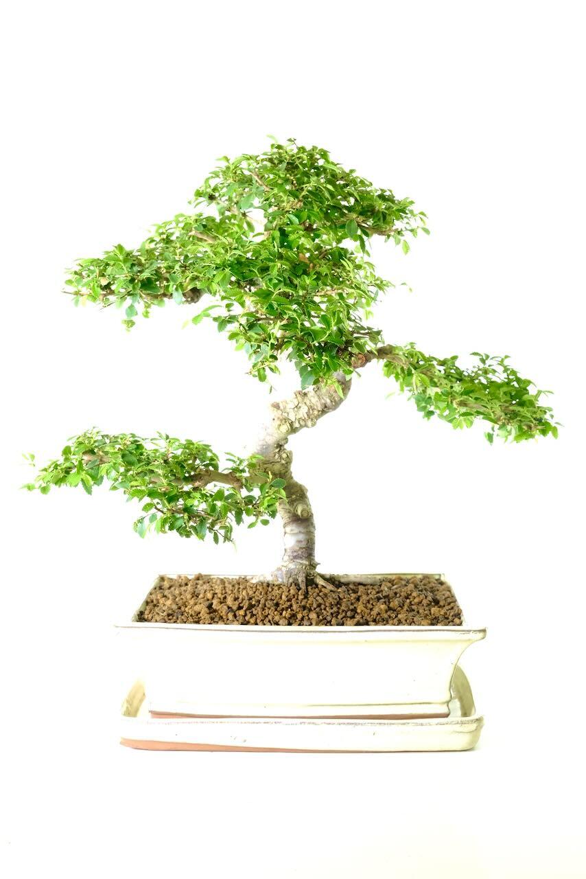 Top quality 18 year old Ulmus parvifolia bonsai tree for sale