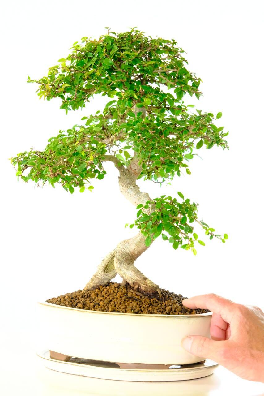 A remarkable Chinese bonsai tree for sale with really outstanding artistic appeal